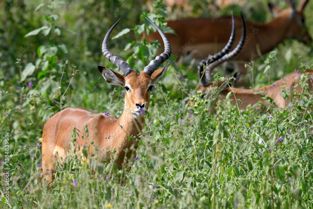 Fototapeta premium Impala on savanna in Africa