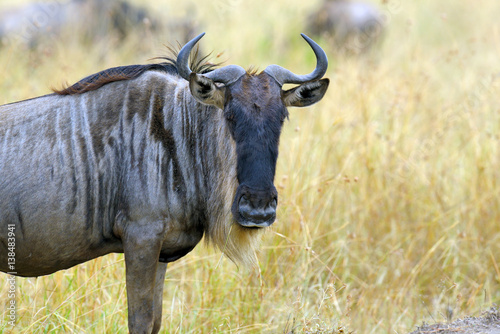 Fototapeta Naklejka Na Ścianę i Meble -  Wildebeest in National park of Africa