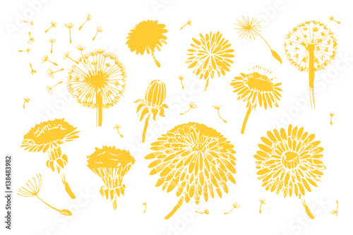 Floral elements for design, doodle ink dandelion set