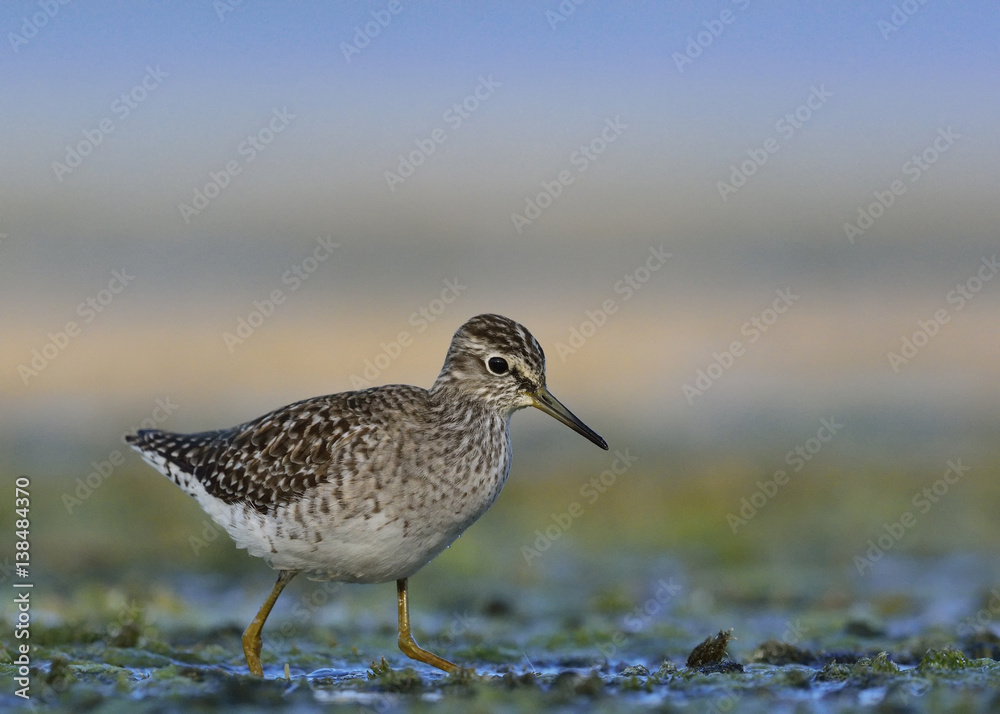 Wood Sandpiper (Tringa glareola), Crete, Greece Wood Sandpiper (Tringa glareola), Crete, Greece