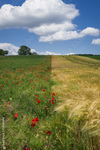 Champs de bl   et coquelicots