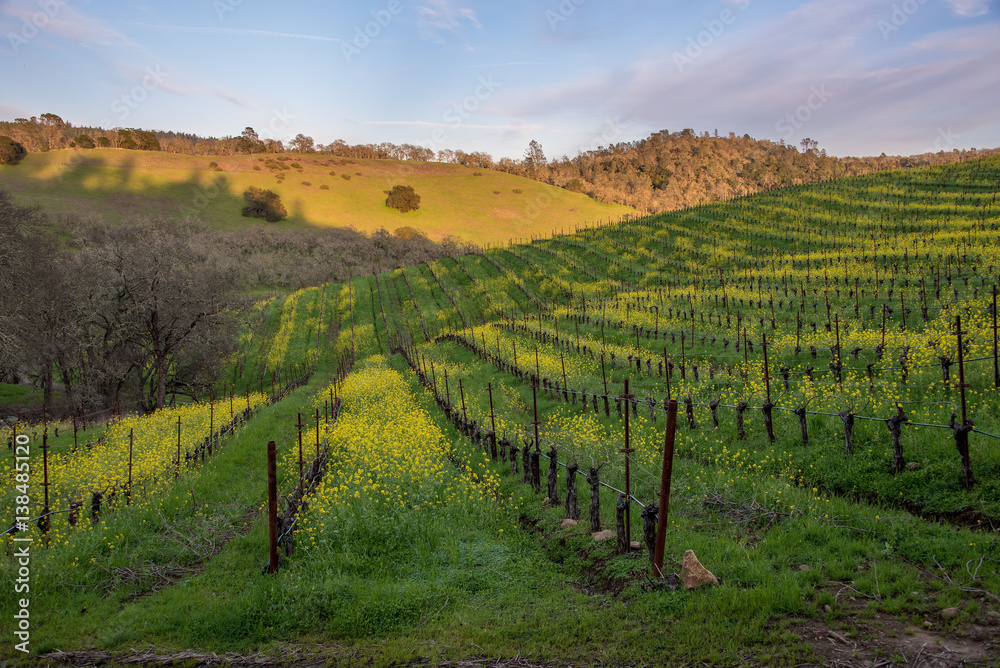 Sunset in the Napa Valley, CA Sunset in the Napa Valley, CA