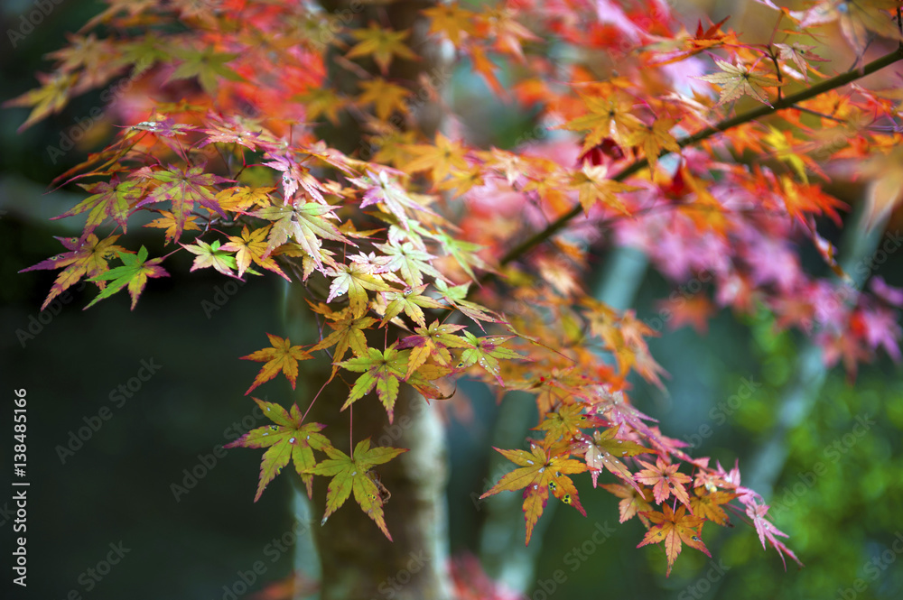 Red and yellow Japanese maple leaves during autumn in Kyoto, Japan Red and yellow Japanese maple leaves during autumn in Kyoto, Japan