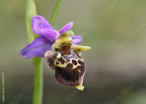 Ophrys heldreichii, Crete photo