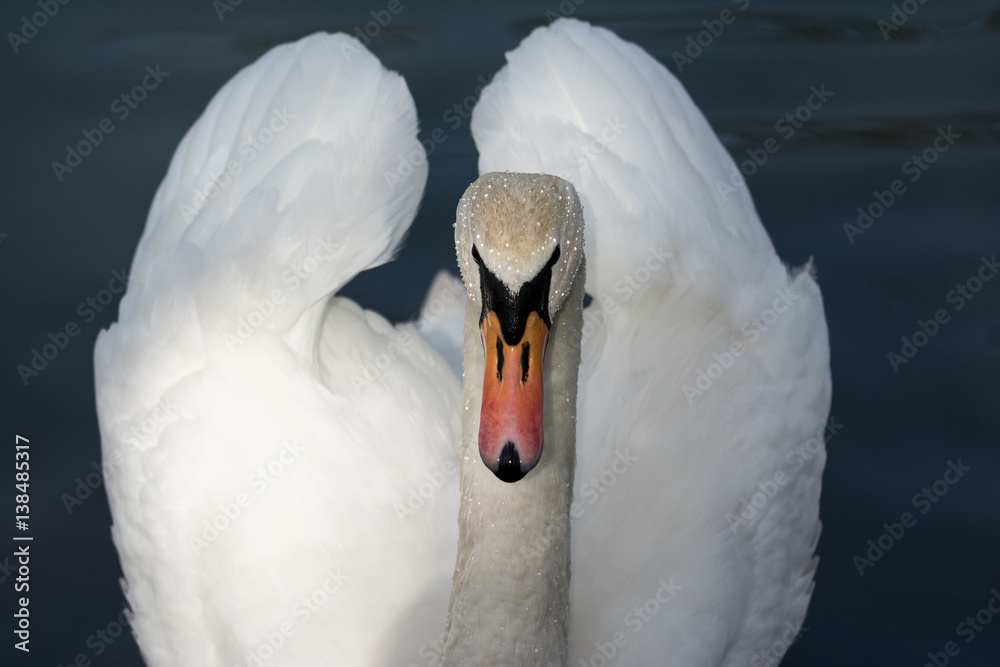 Obraz premium Eleganter Schwan