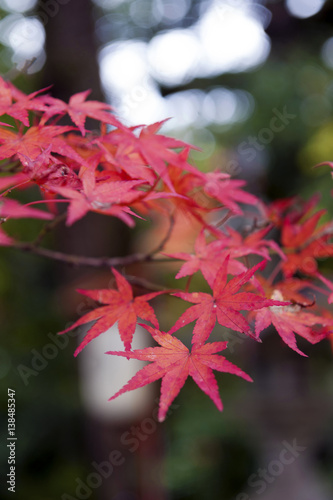 Red Japanese maple leaves during autumn in Kyoto, Japan © jiggotravel