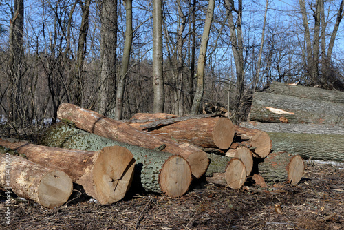 Pile of felled oak logs in the forest