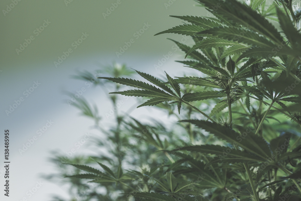 Indoor medical marijuana leaves on plant closeup (landscape)