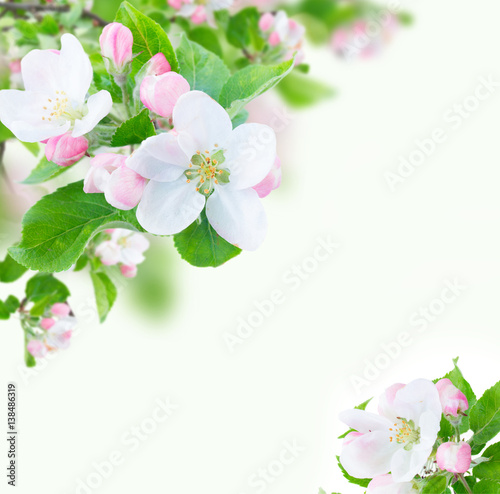 Apple tree flowers blossom with green leaves over white background frame