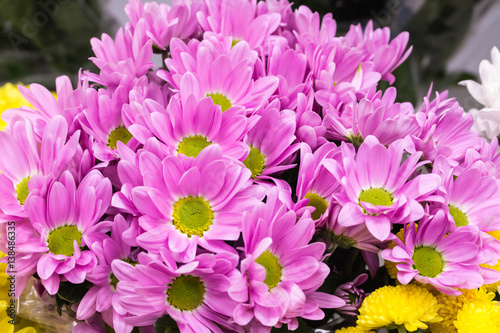 Fresh big pink chrysanthemum closeup