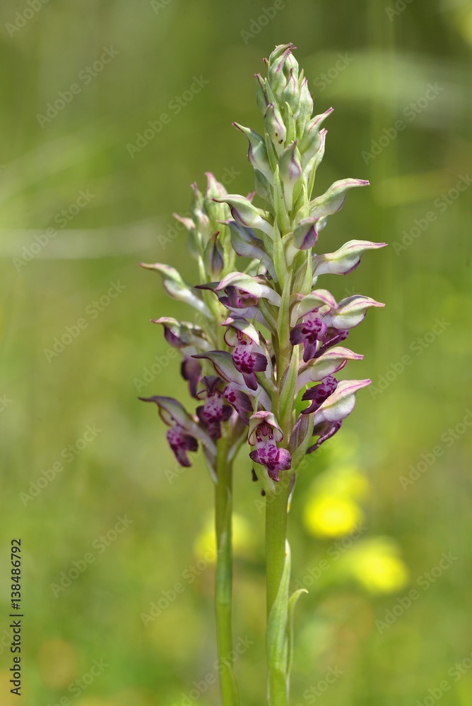 Anacamptis fragrans, Crete, Greece Anacamptis fragrans, Crete, Greece