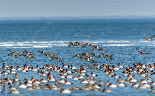 Flock of Canvasback ducks on the Chesapeake bay in Maryland