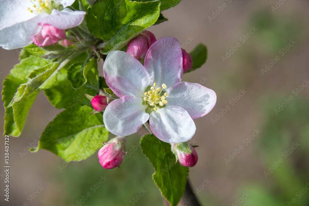 Obraz premium spring flowers apple on branches of a apple tree