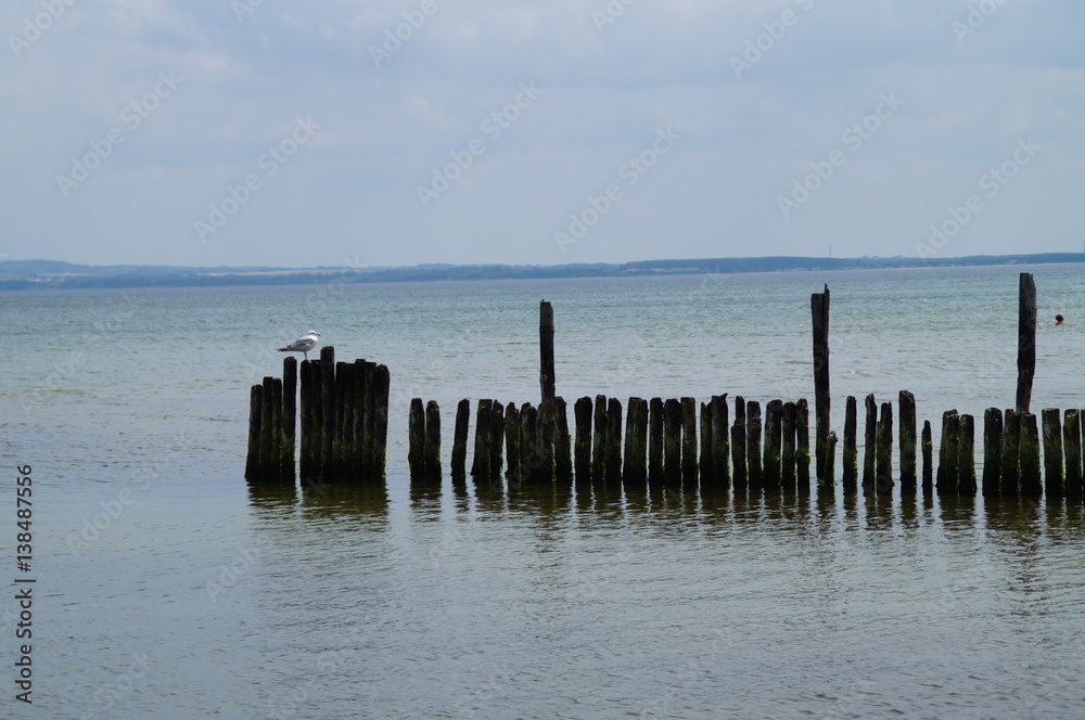 Fototapeta premium Möve na molo