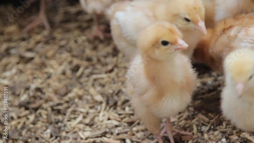 Cute baby Fluffy chicks cheeping to announce the begining of spring