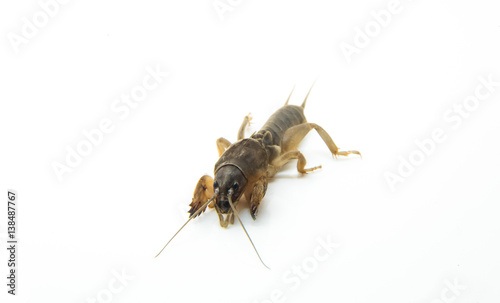 insect, mole cricket sunrise, ugly © nizami
