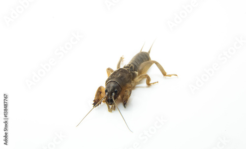 insect, mole cricket sunrise, ugly