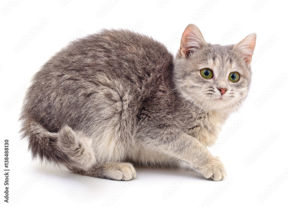 Obraz premium Kitten on white background.