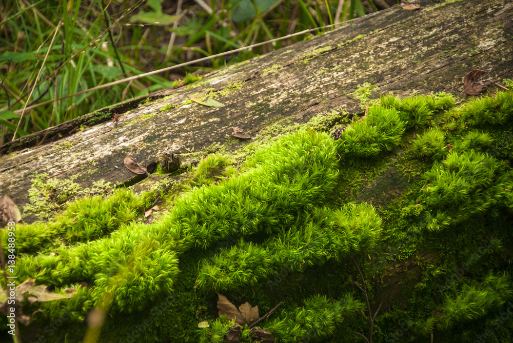 Mousse et parasite sur un tronc d'arbre Mousse et parasite sur un tronc d'arbre