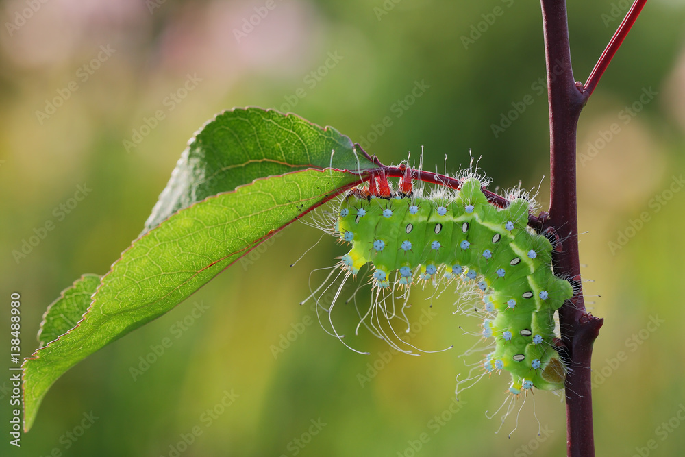 Giant peacock moth caterpillar(Saturnia pyri) on the hostplant