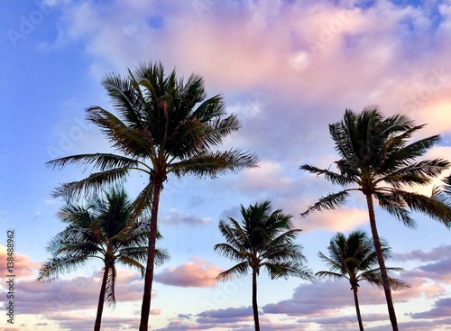 palm trees with sunset sky