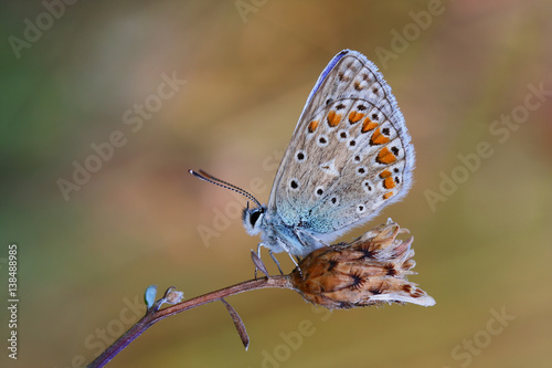 Common Blue butterfly(Polyommatus icarus) rest on the plant