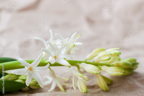 Fototapeta Naklejka Na Ścianę i Meble -  Spring frame with flowers of Hyacinth close up. Delicate floral background. For modern romantic pattern, wallpaper or banner design. Place for your text