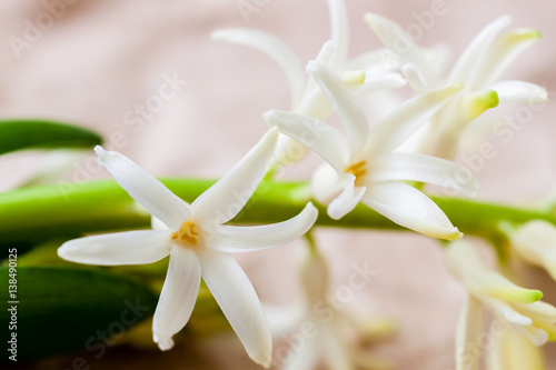 Close-up of hyacinth gentle flowers. Spring delicate floral romantic background, selective focus. For romantic pattern, wallpaper or banner design.