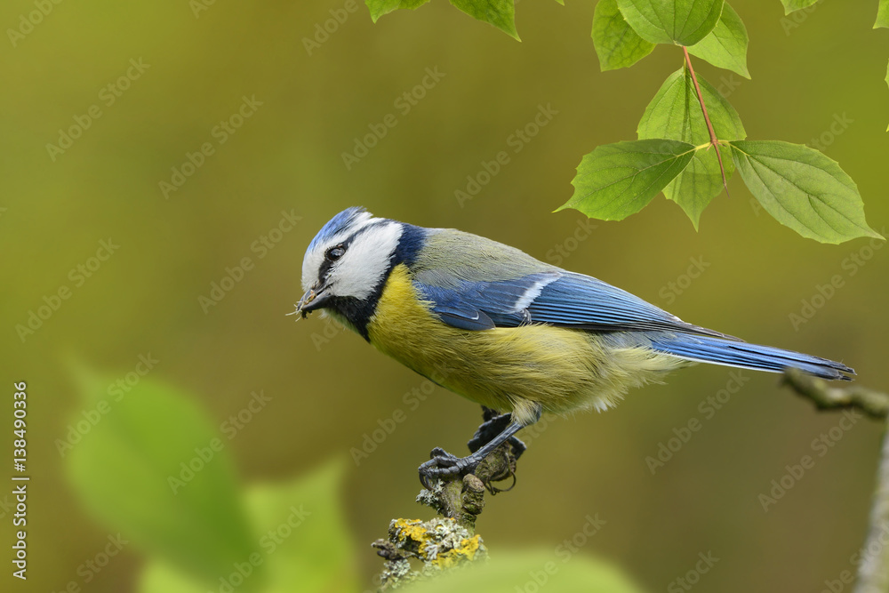 Fototapeta premium Vögel 81