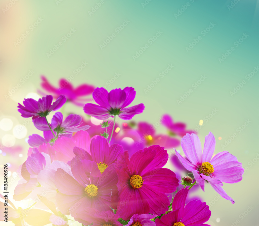 Summer field with growing dark and light pink fresh cosmos flowers close up