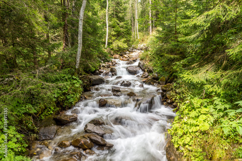 Ein Wildbach fließt durch den üppigen Wald