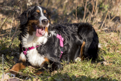 Obraz na płótnie Cani al parco w salonie