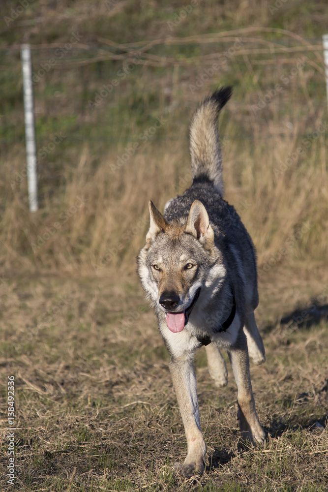 Cani al parco