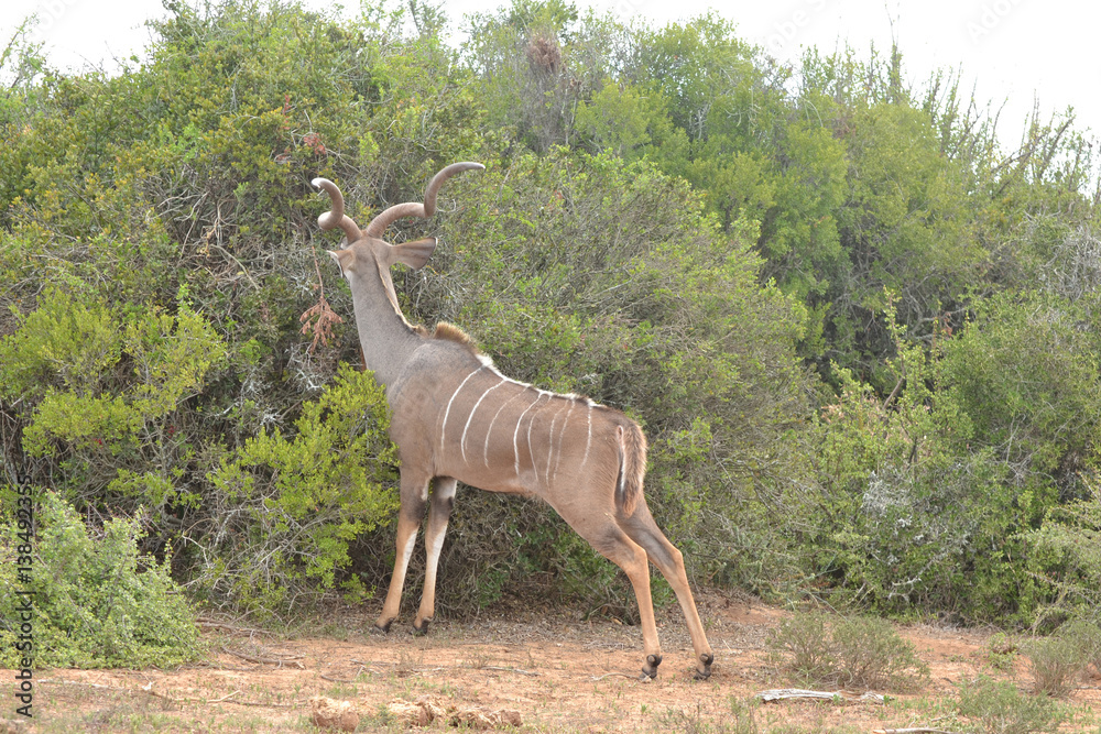 Fototapeta premium Kudu - Antilope