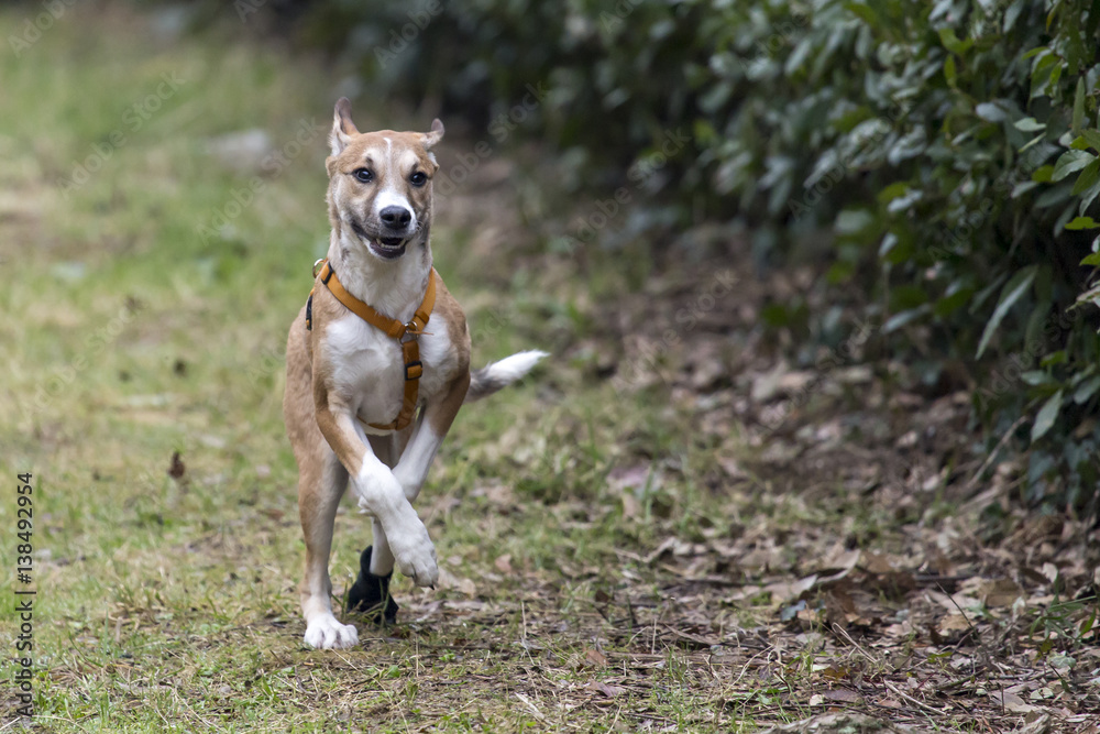 Cani al parco
