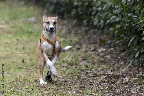 Obraz na płótnie Cani al parco w salonie