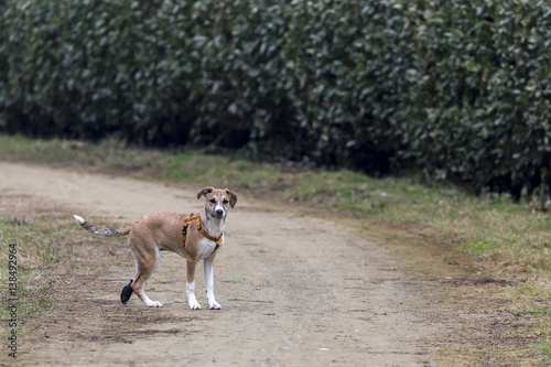 Obraz na płótnie Cani al parco w salonie