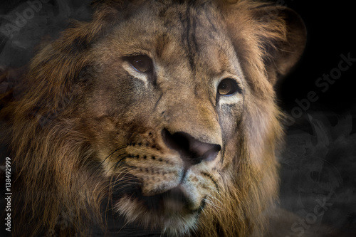 Lion is beautiful face for portrait
