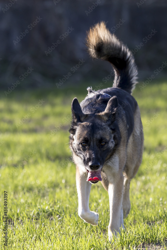 Cani al parco