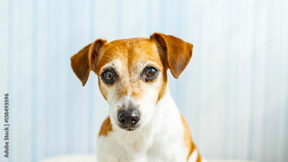 Dog head portrait close up. Looking to tahe camera. Calm animal. Blue background. Dog head portrait close up. Looking to tahe camera. Calm animal. Blue background.