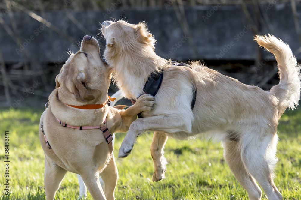 Cani al parco