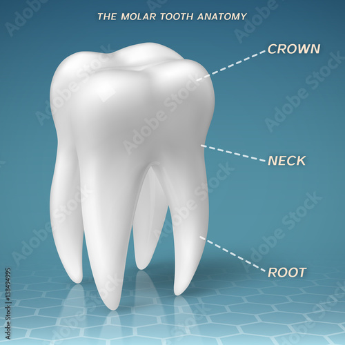 Molar anatomy - crown, neck and root of tooth