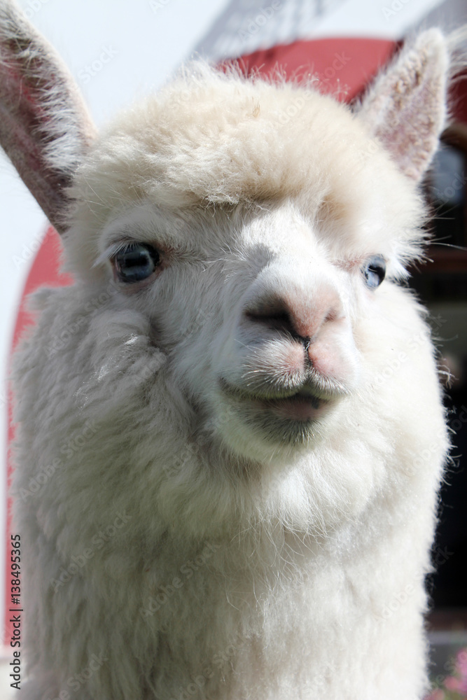 White Llama close-up. Alpaca (vicuna pacos) with blue eyes