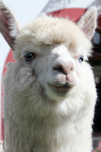 White Llama close-up. Alpaca (vicuna pacos) with blue eyes