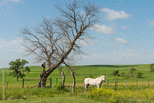 Fototapeta Naklejka Na Ścianę i Meble -  Horse