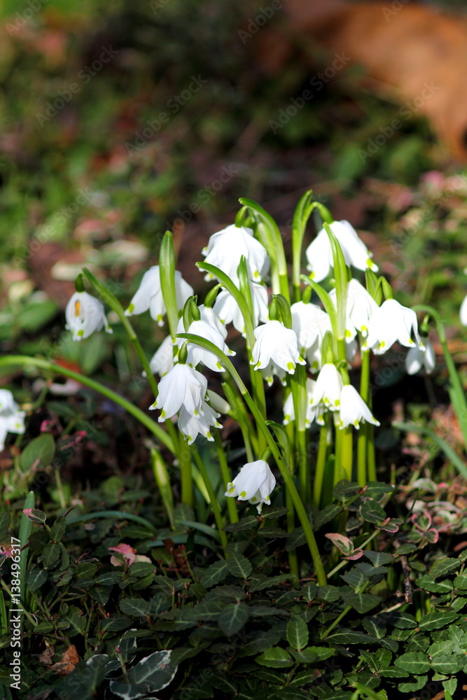 First spring white snowdrops flowers. First spring white snowdrops flowers.