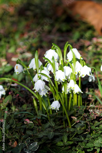 First spring white snowdrops flowers.