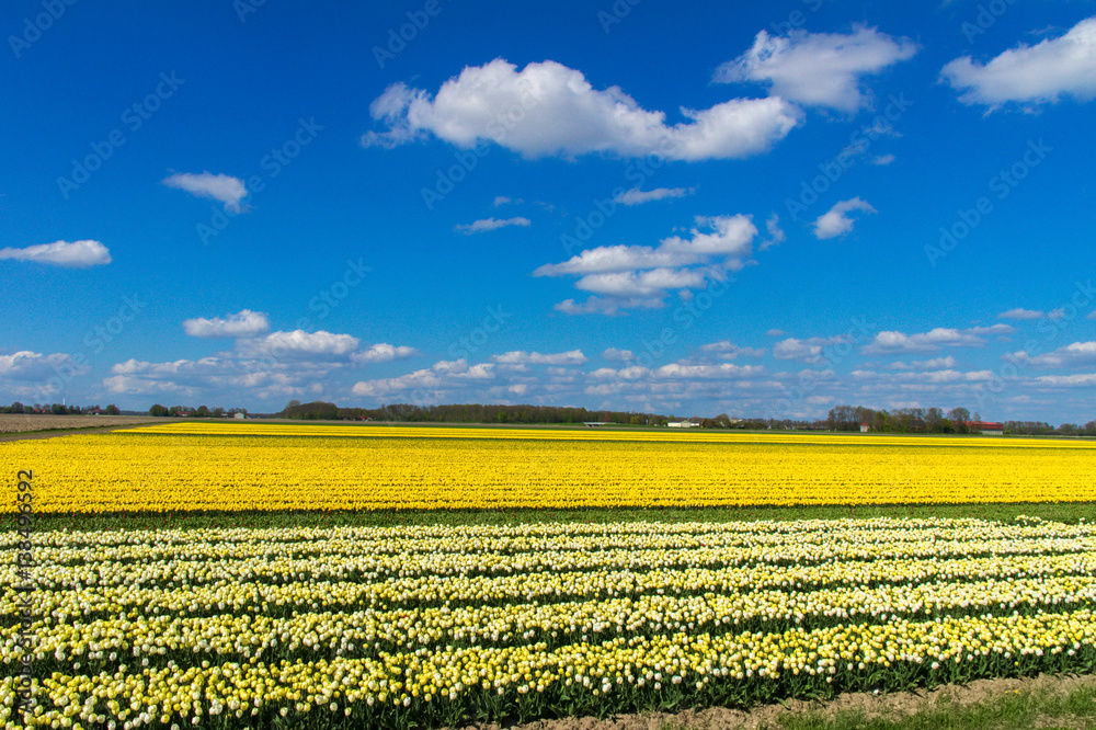 Spring tulip fields in Holland, colorful flowers in Netherlands
