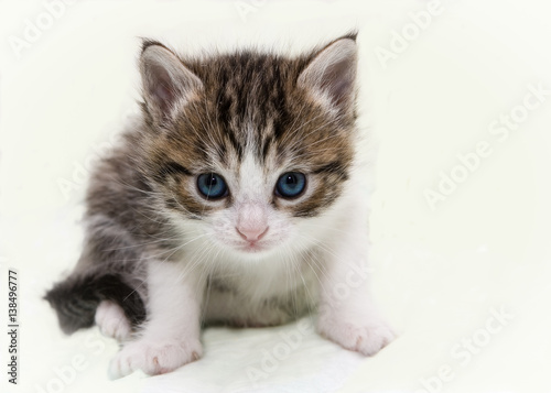 Gatito