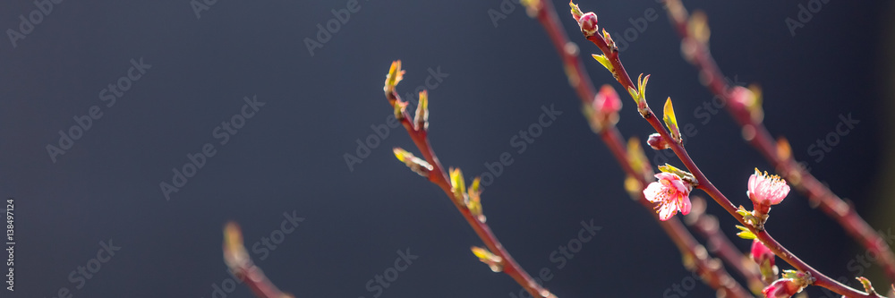 Fototapeta Kwiatonośne owocowe gałąź z różowymi kwiatami w świetle słonecznym przeciw ciemnemu tłu